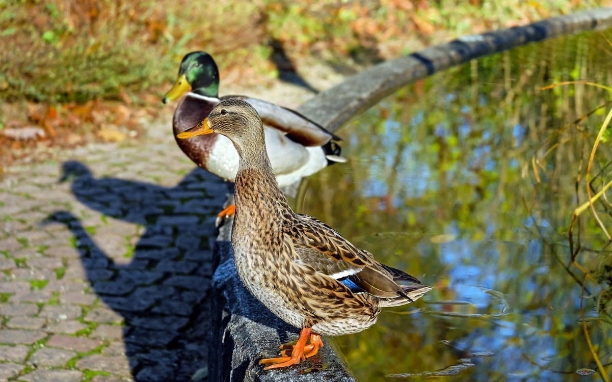 Two ducks sat on the edge of a pond.