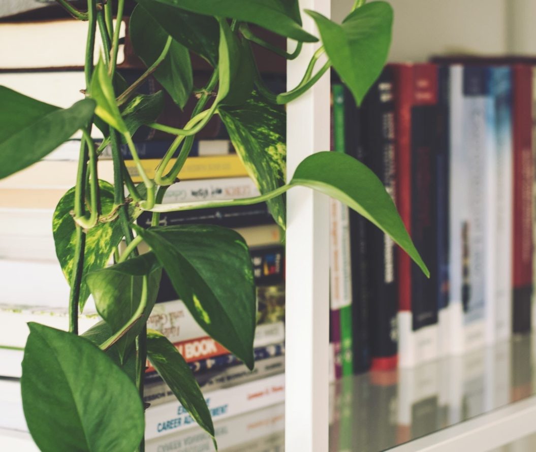 Close up of a bookshelf and a plant.