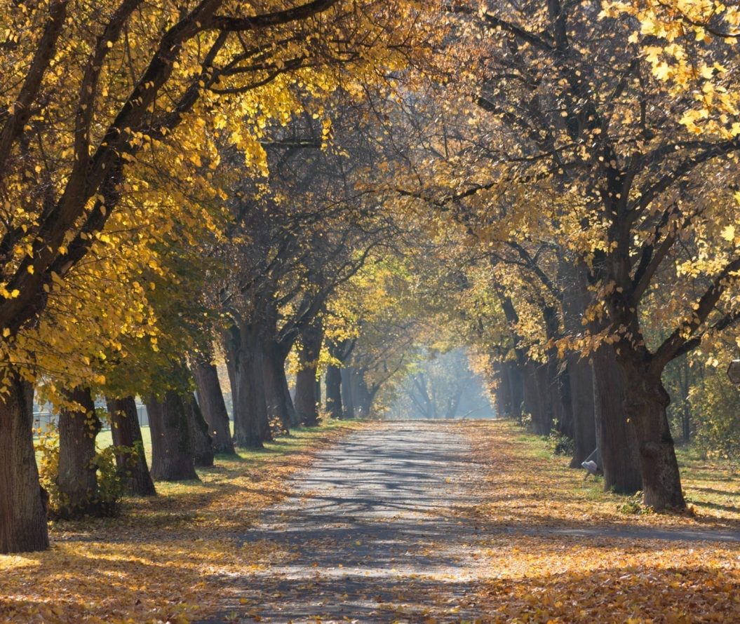 A pathway surrounded by trees in autumn.