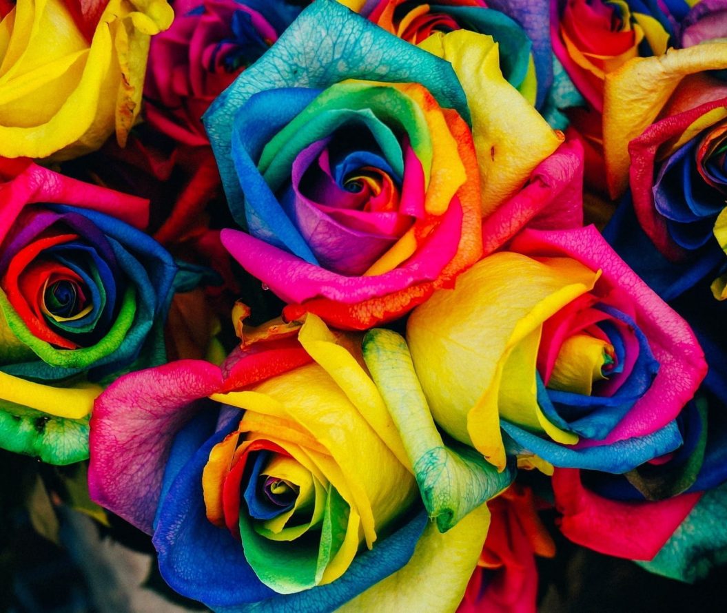 Group of rainbow coloured roses.