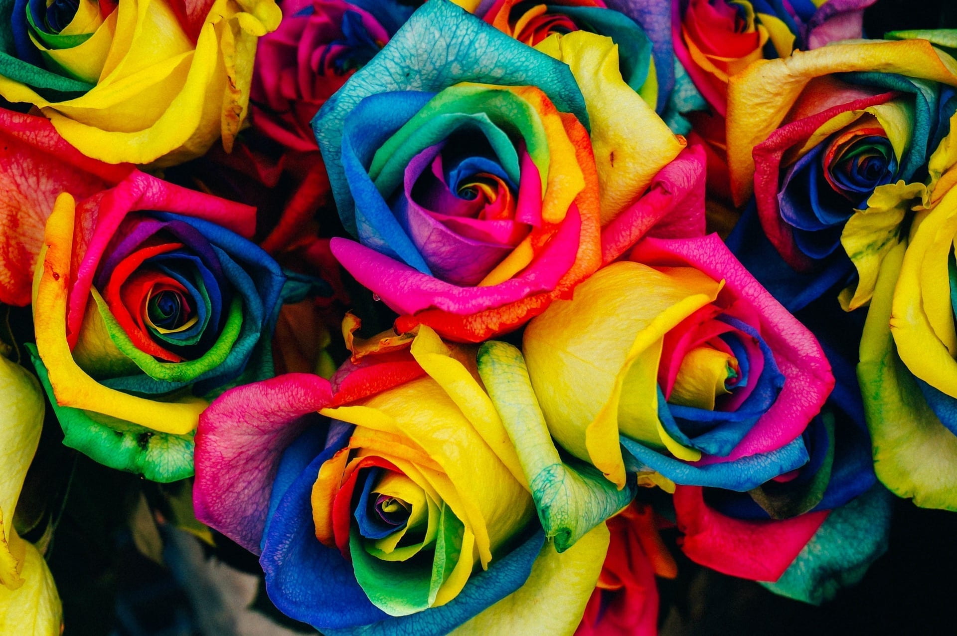 Group of rainbow coloured roses.