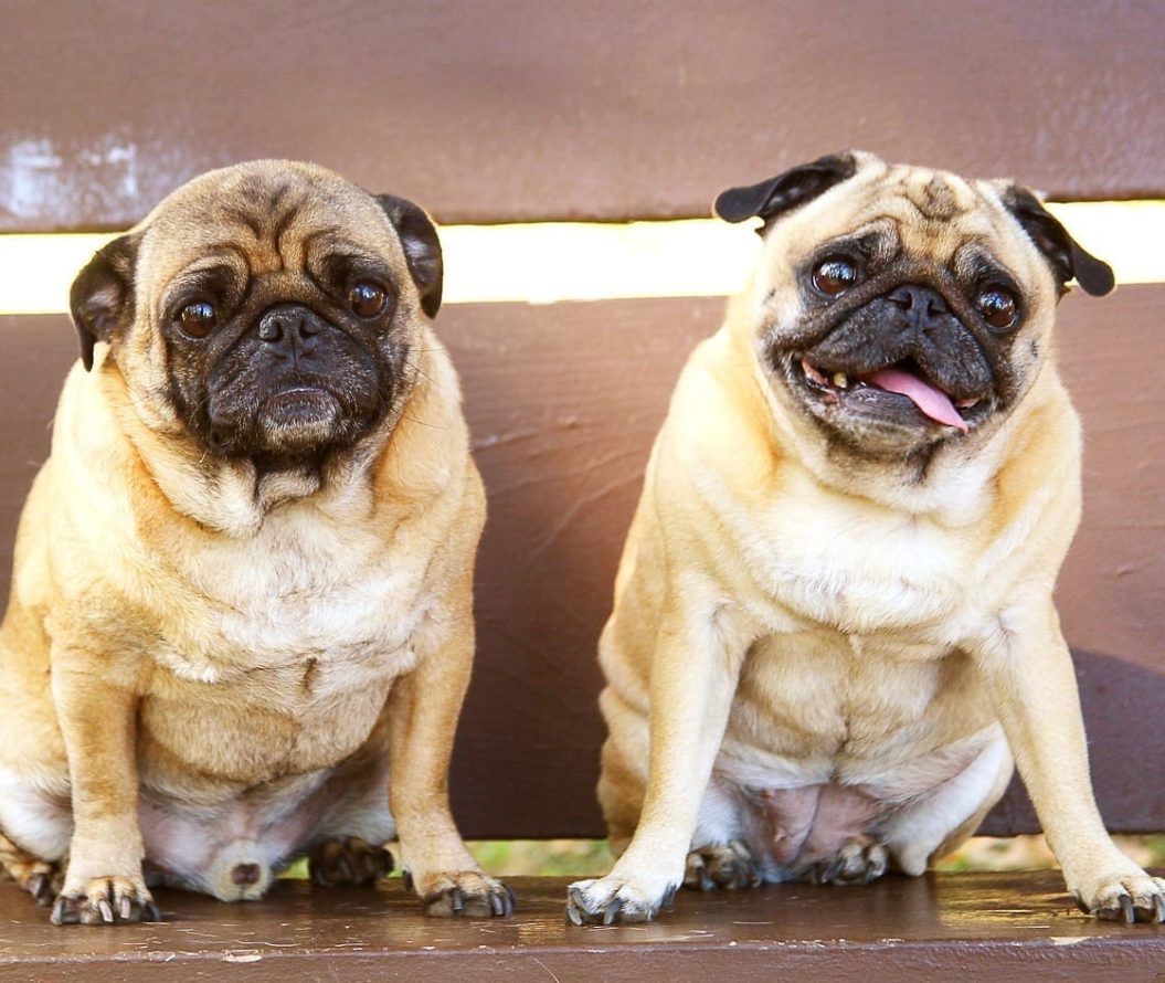 Two pugs.