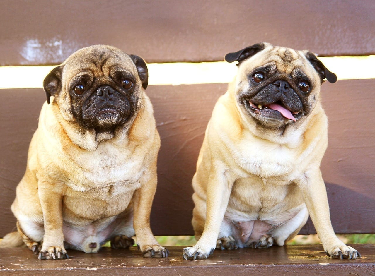 Two pugs.
