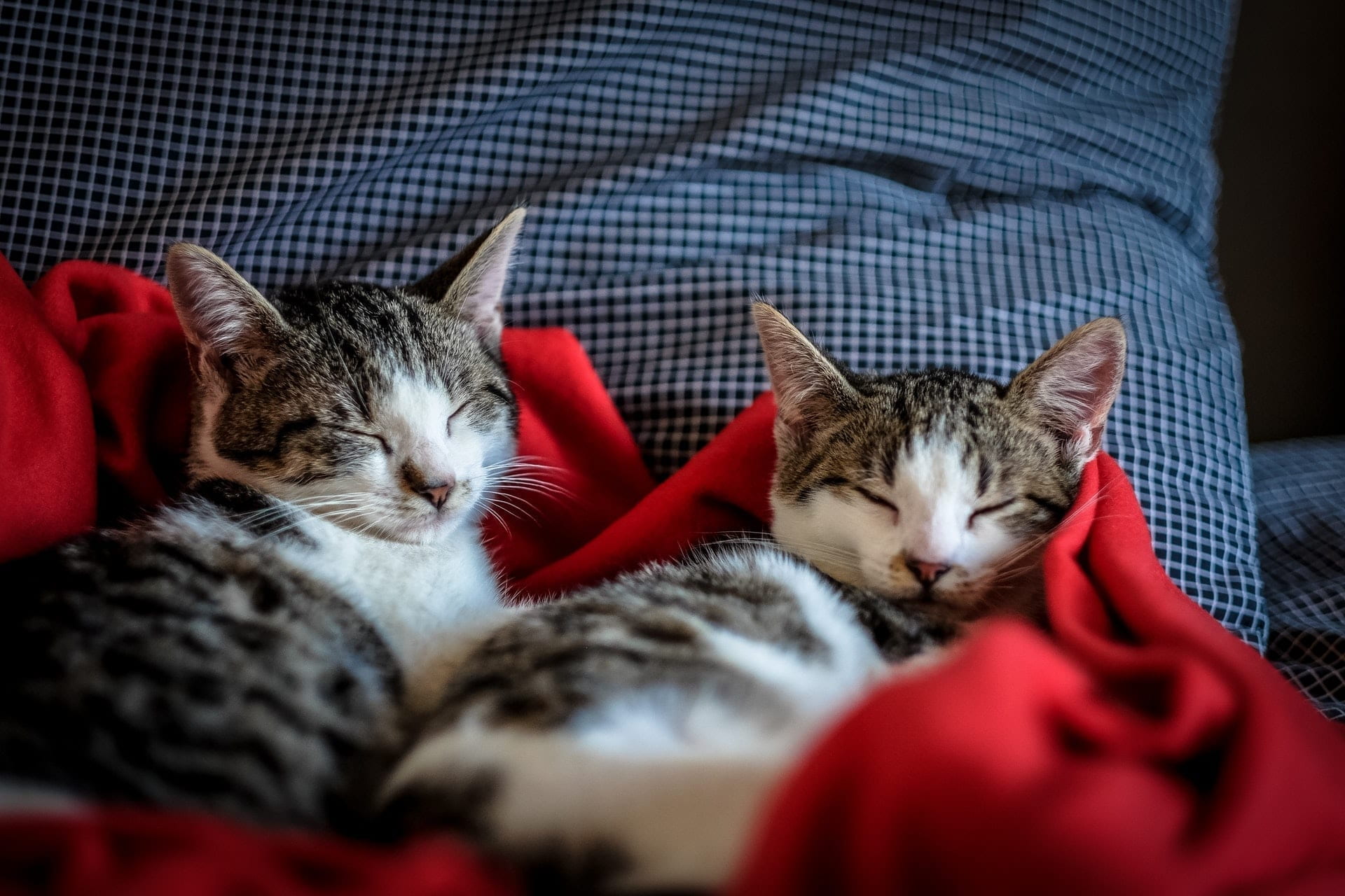 Two cats asleep on a blanket.