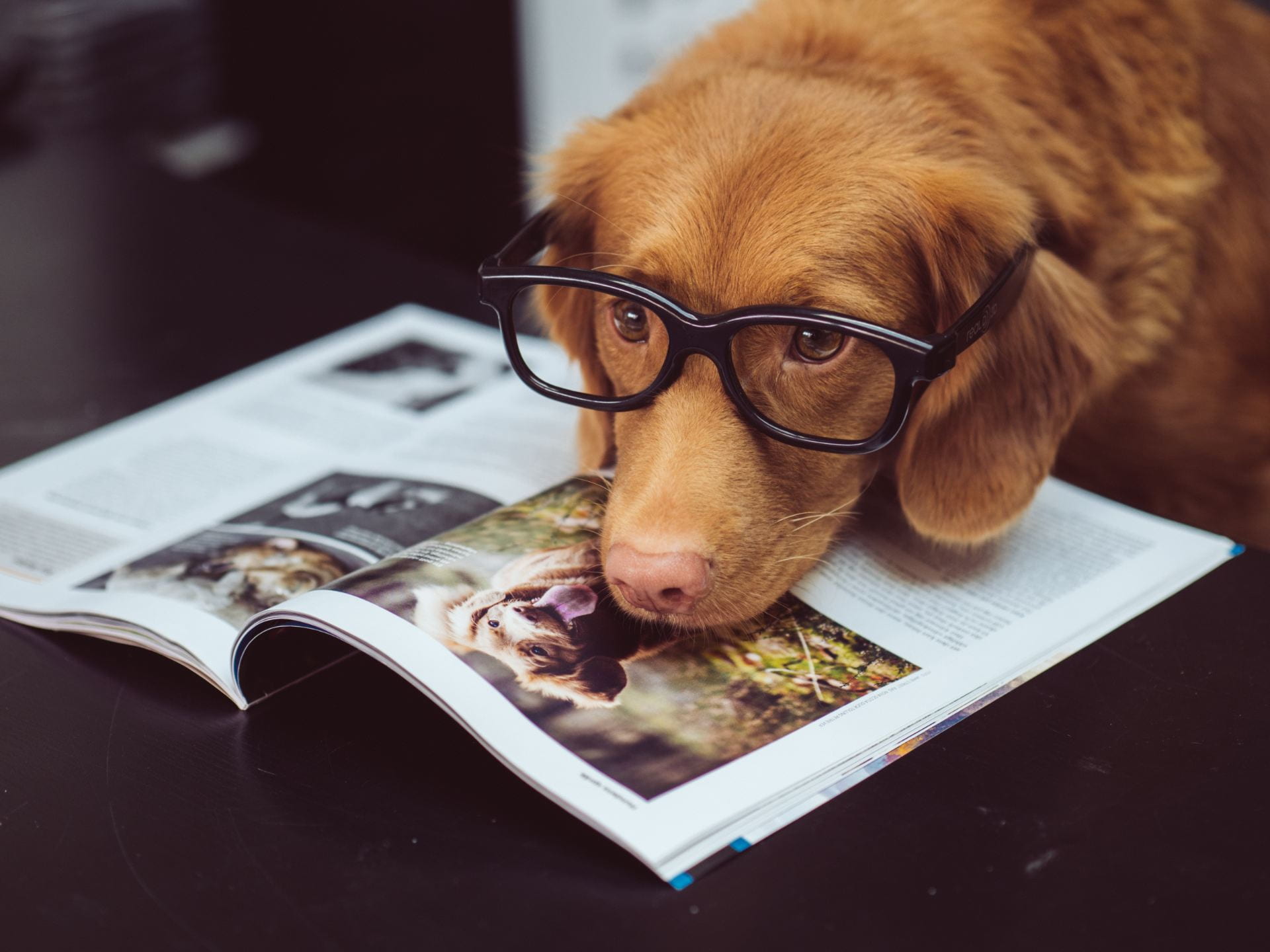 Dog wearing glasses reading a book