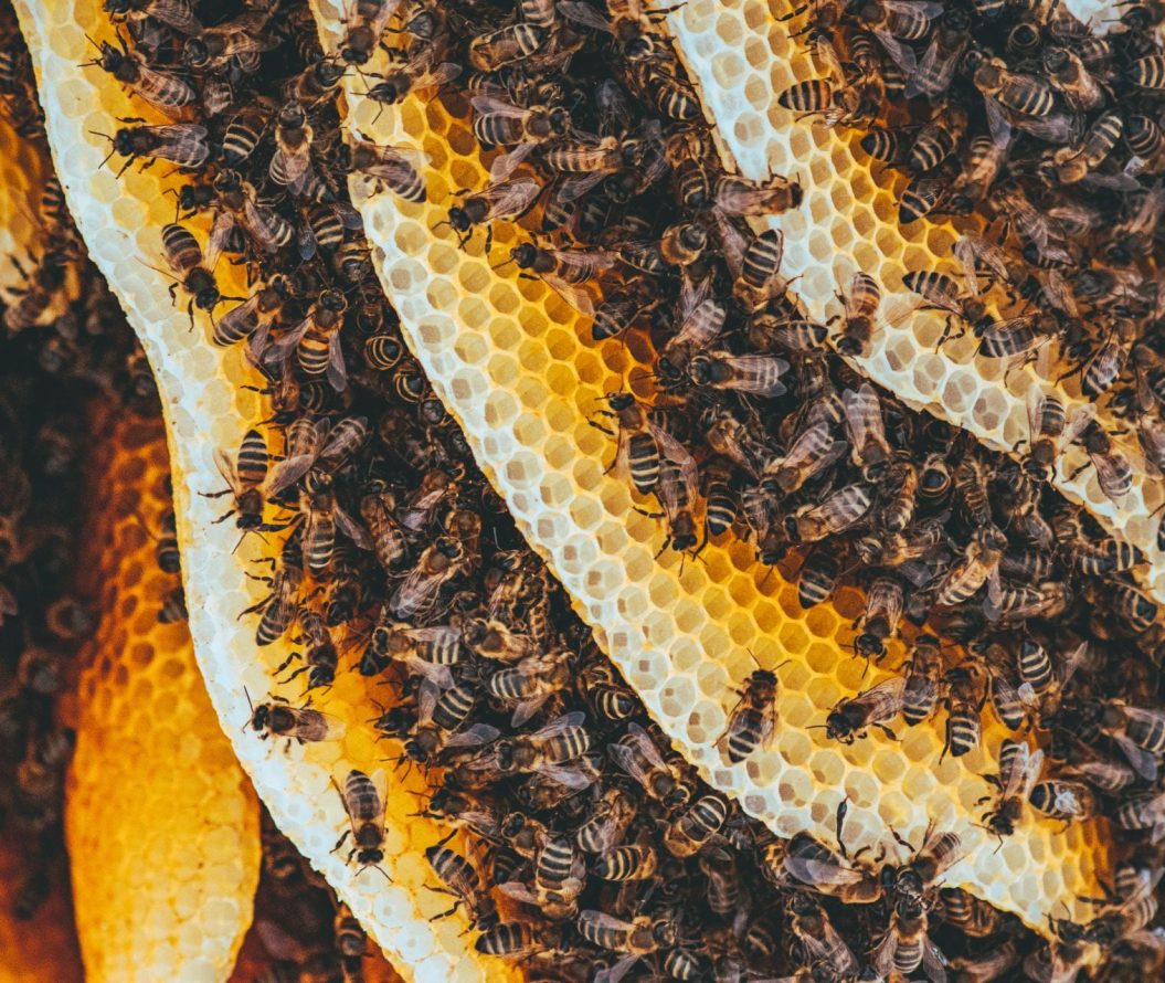 picture of honeycomb and bees