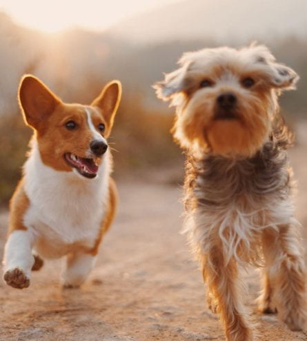 Two small dogs running together