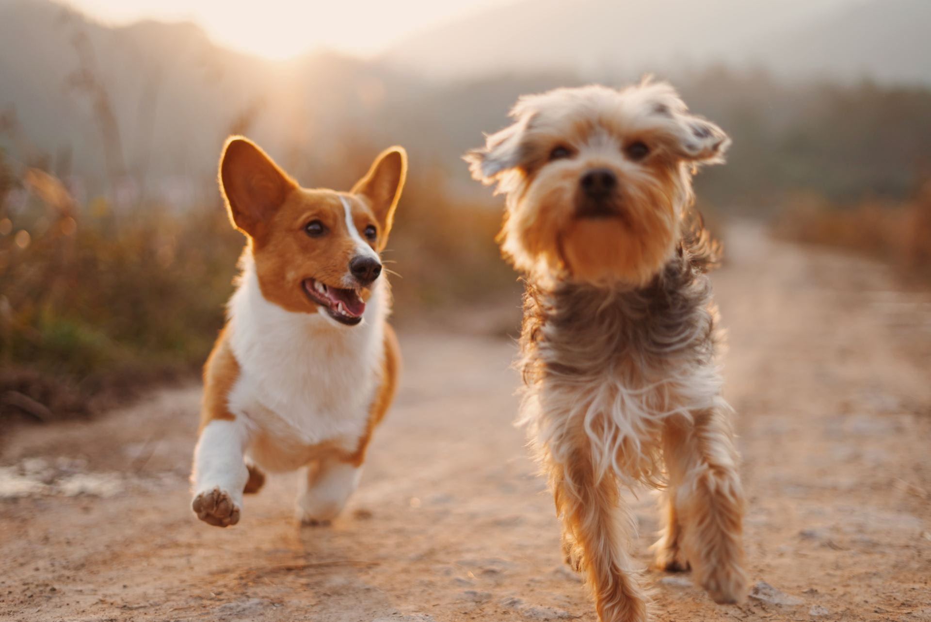 Two small dogs running together