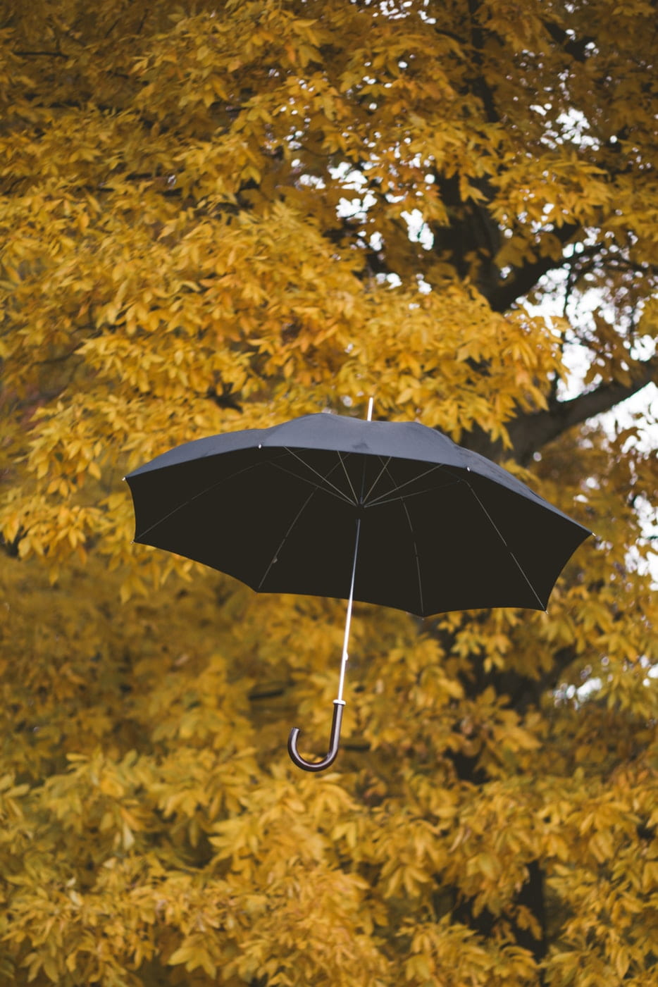 An umbrella caught in a tree