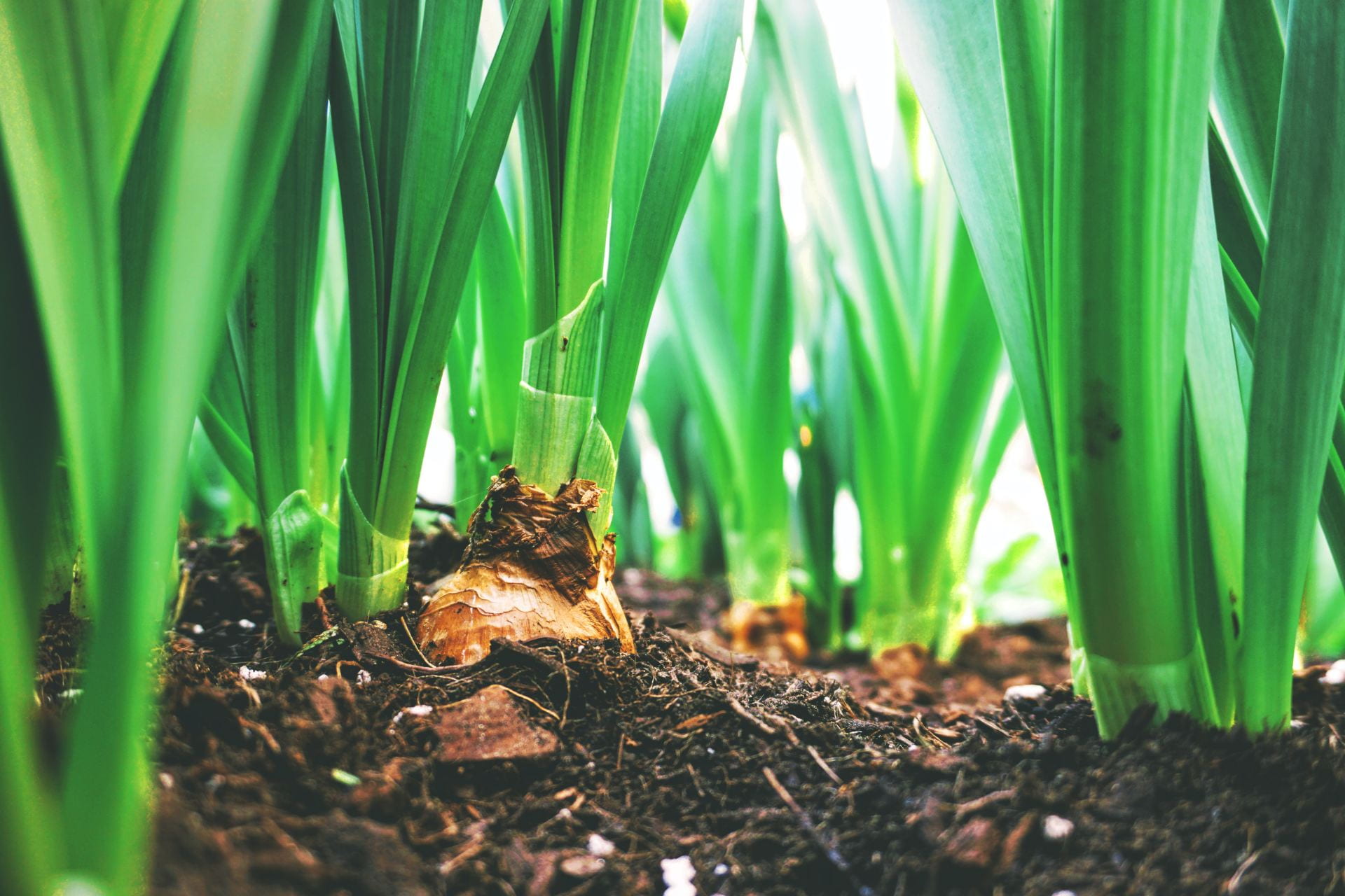 A bulb planted in the earth. It is growing into a green plant and is surrounding by many of the same plants.