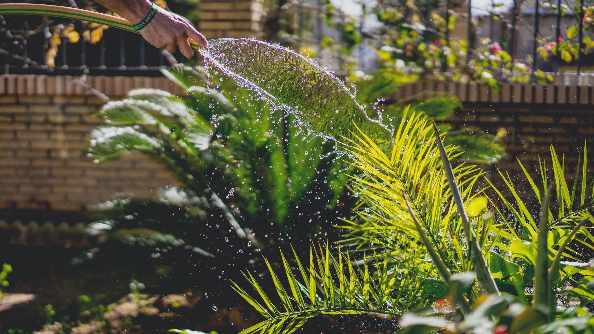 A plant in the garden being watered with a hose.