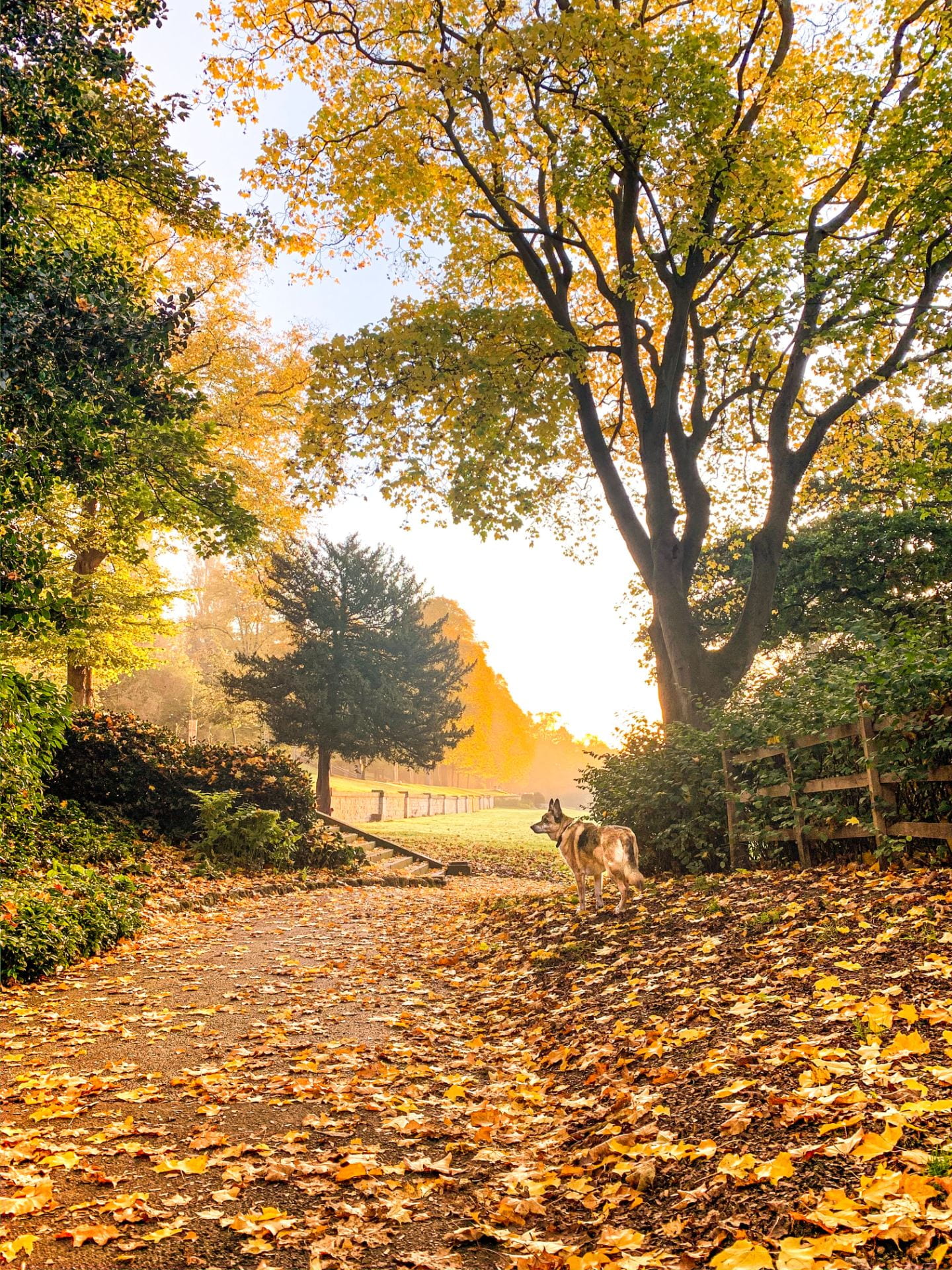 Autumn leaves on the round, german shepherd dog on a walk