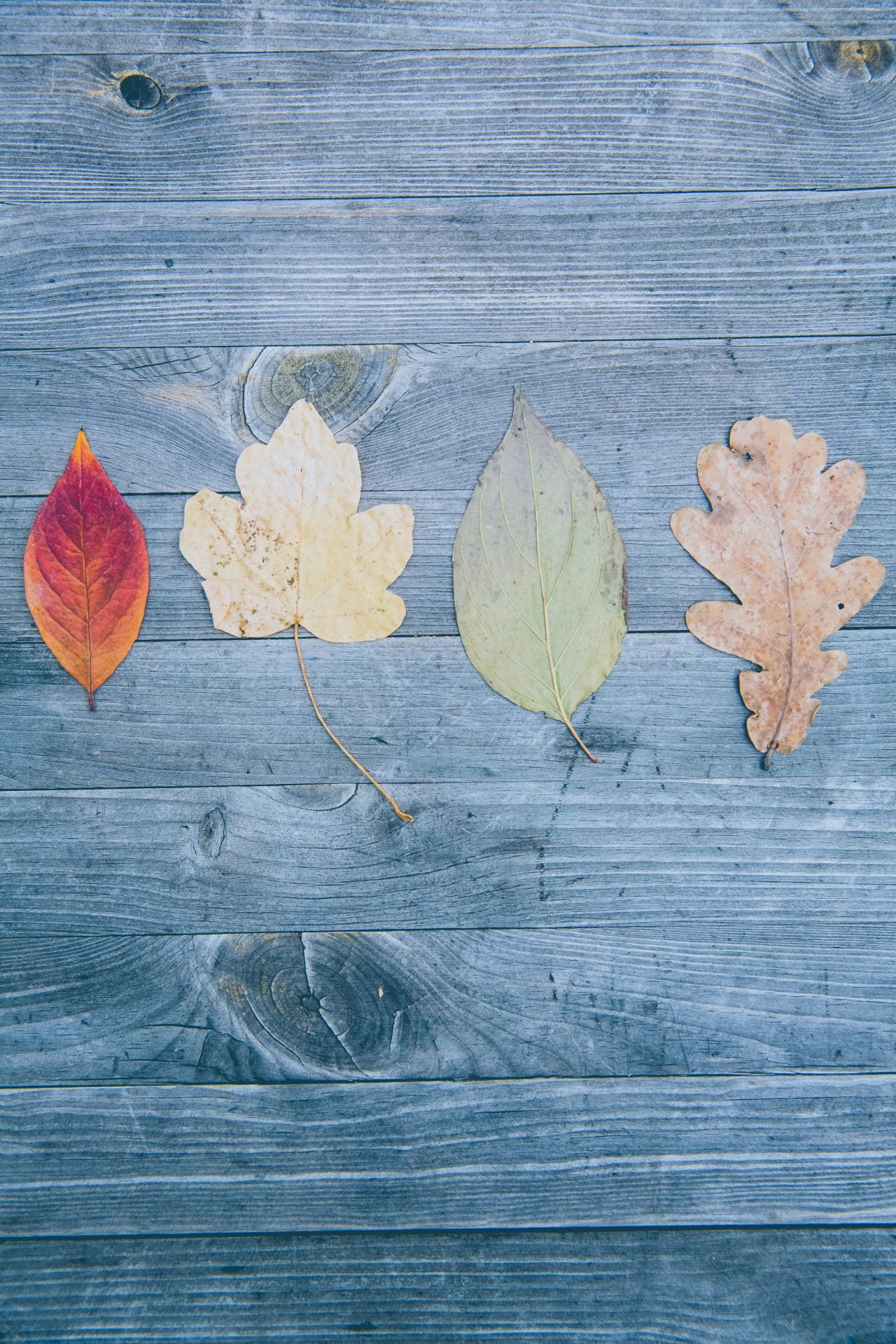 autumn leaves placed on a wooden bench