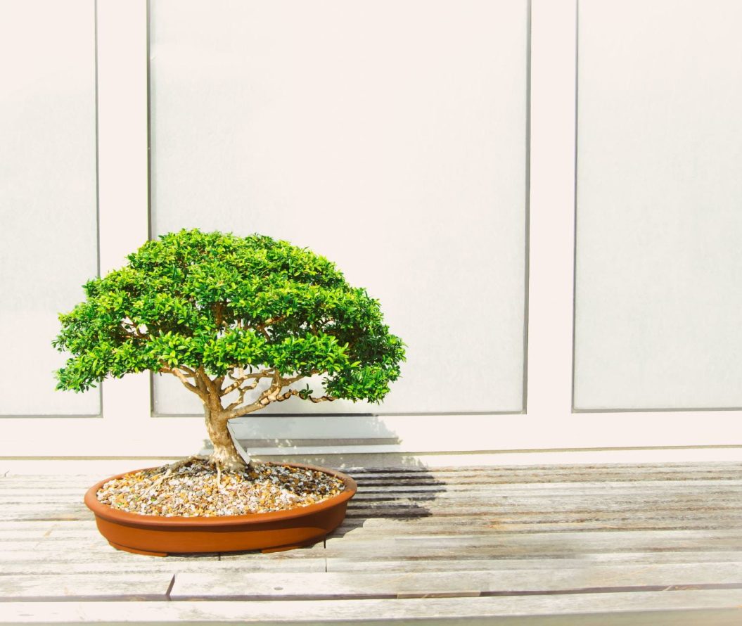 a small bonsai tree sat in a pot on the floor