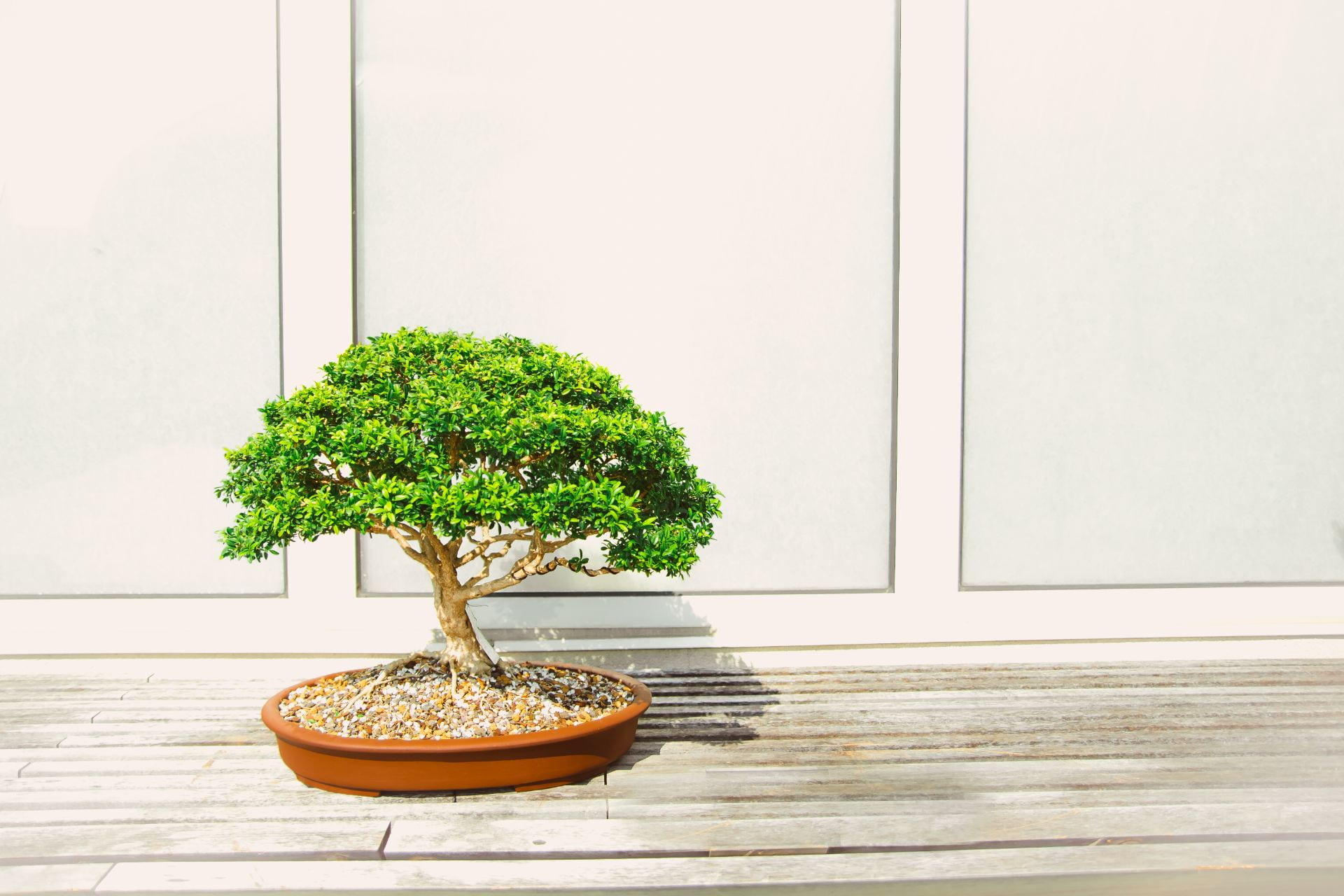 a small bonsai tree sat in a pot on the floor