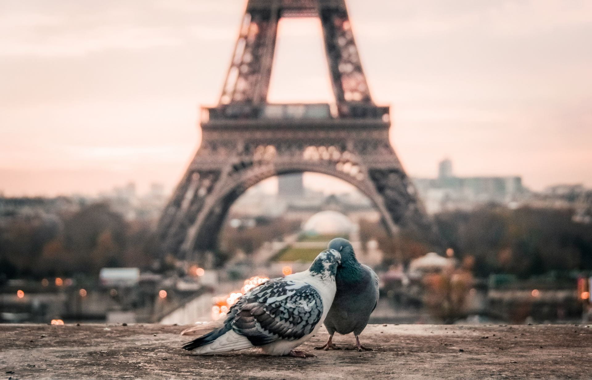 Two pigeons in front of the Eiffel Tower