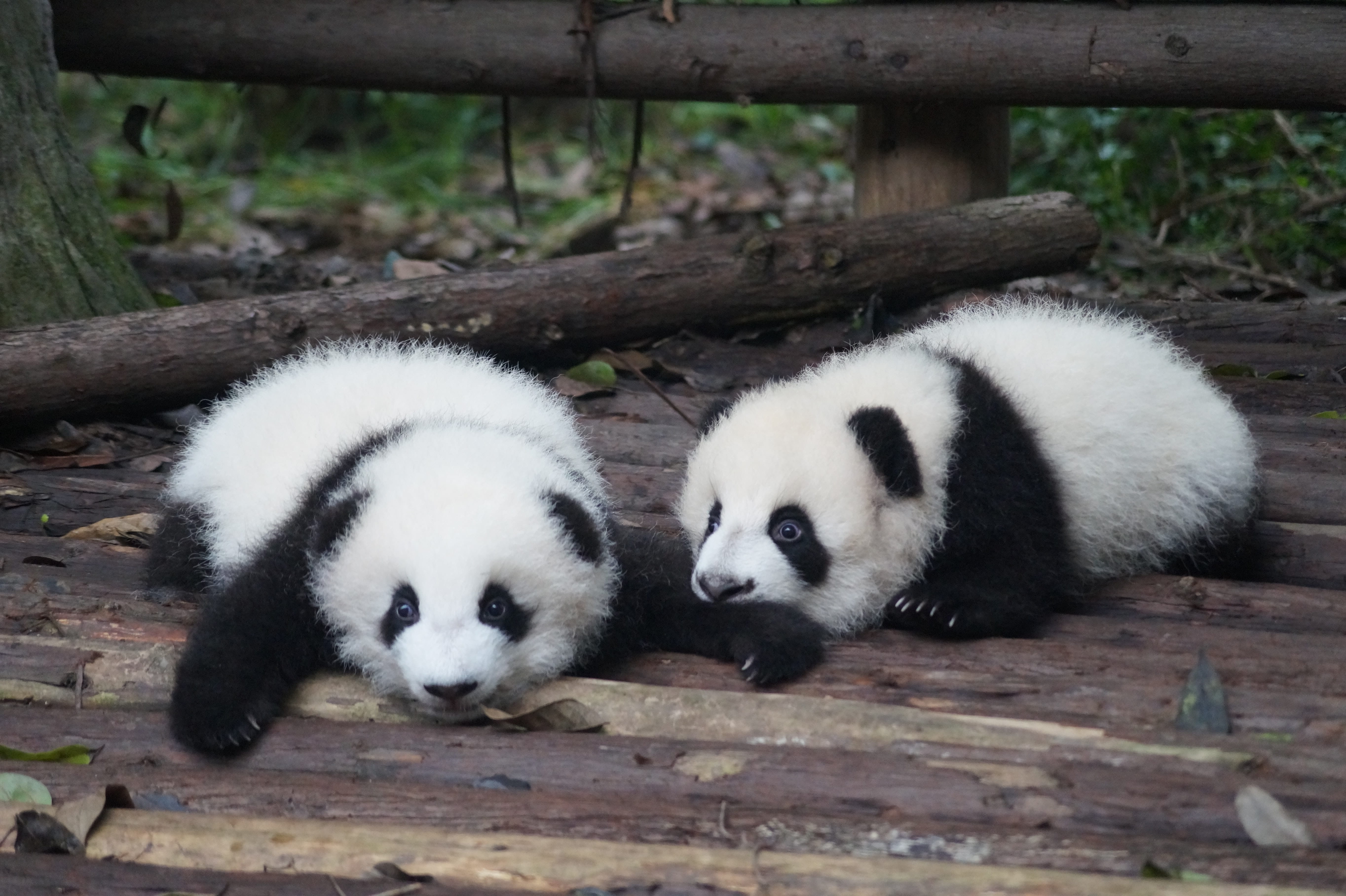 Two baby pandas on a wooden surface. One has its head resting on the other's front leg.
