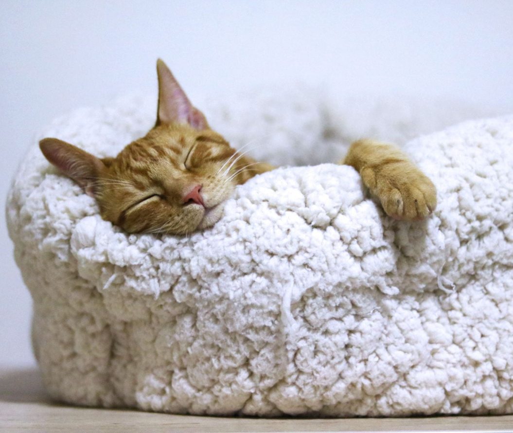 A cat asleep in its bed