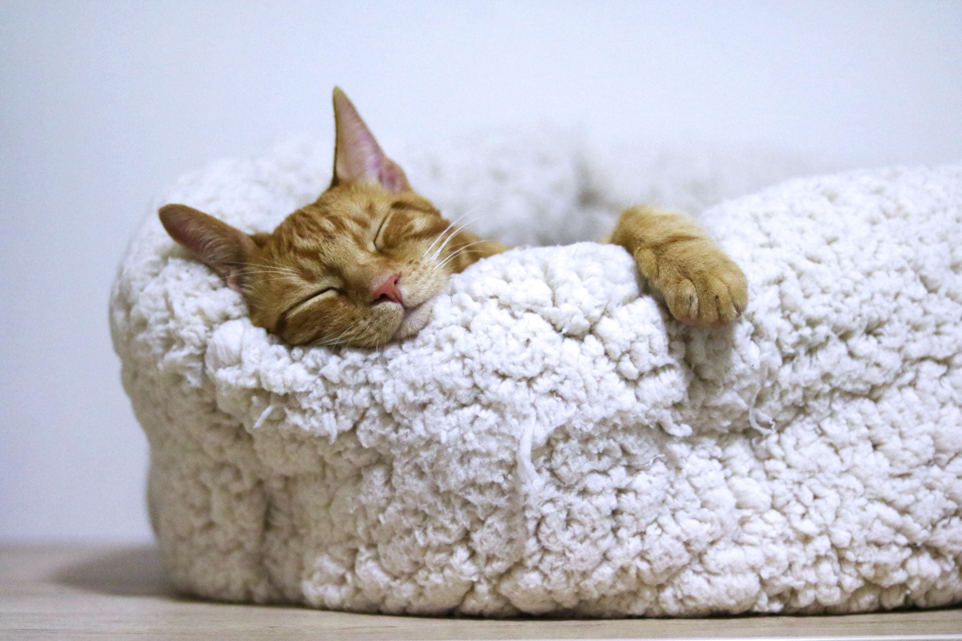 A cat asleep in its bed