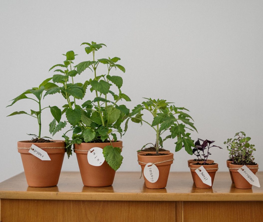 Herbs potted in a line