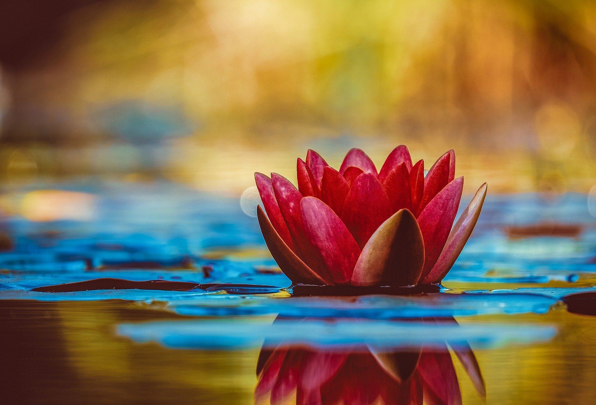 Lotus on a lily pad