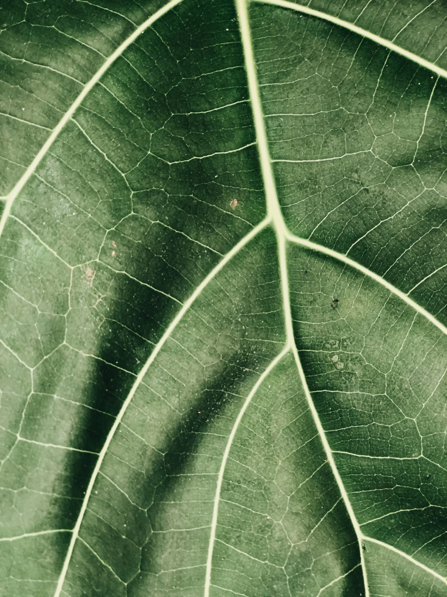 Veins of a leaf up close