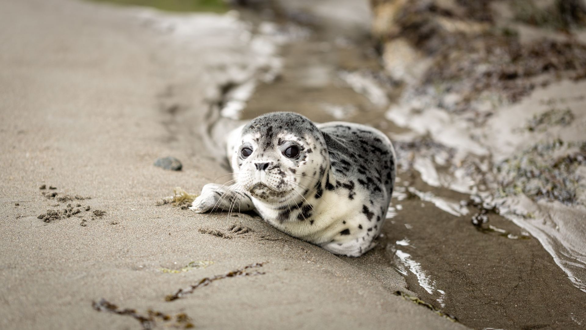 A seal on the shore of a beach