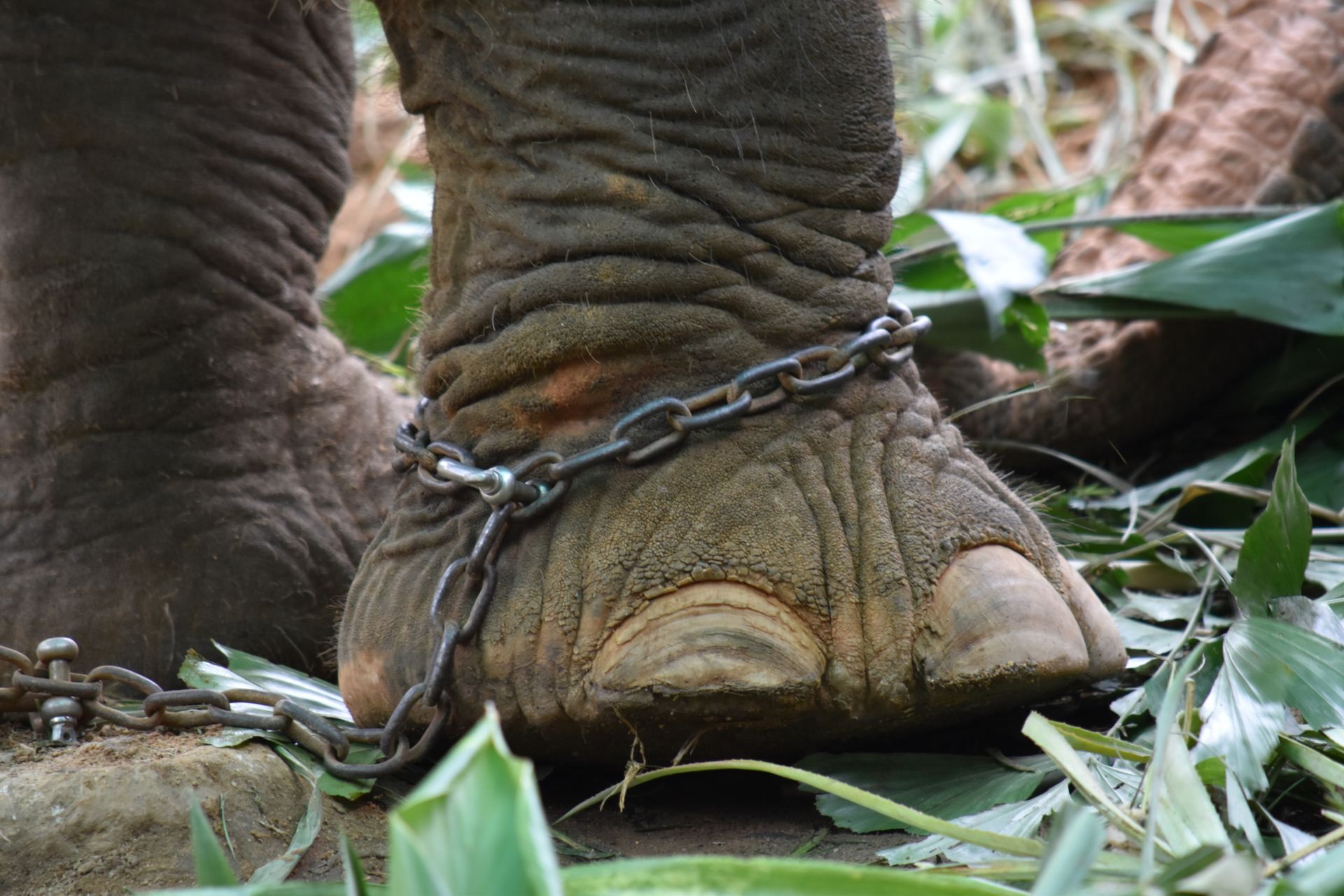 elephant's legs in chains