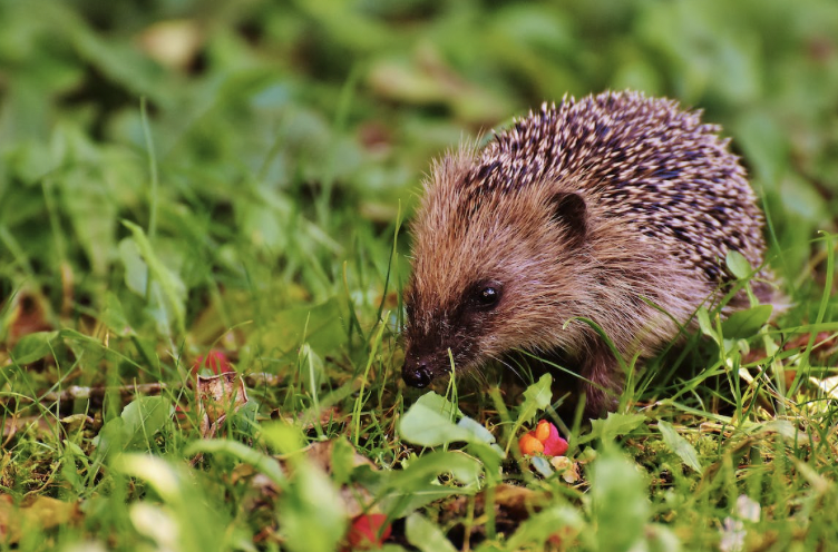 A hedgehog in a field in Lincoln, he's just a wittle guy.