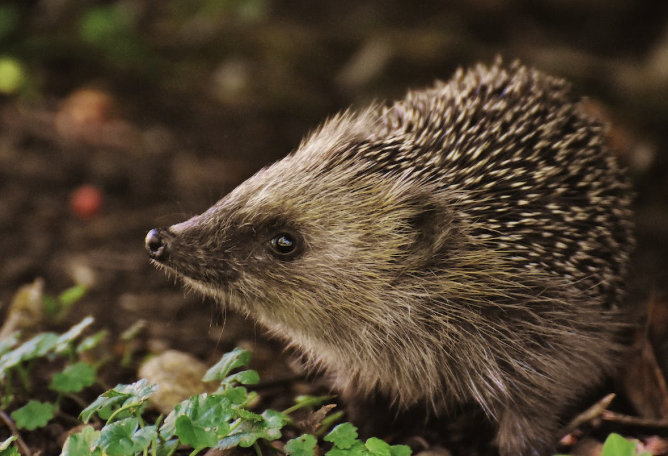 A hedgehog in a wooded area in Lincoln, a close up of him.