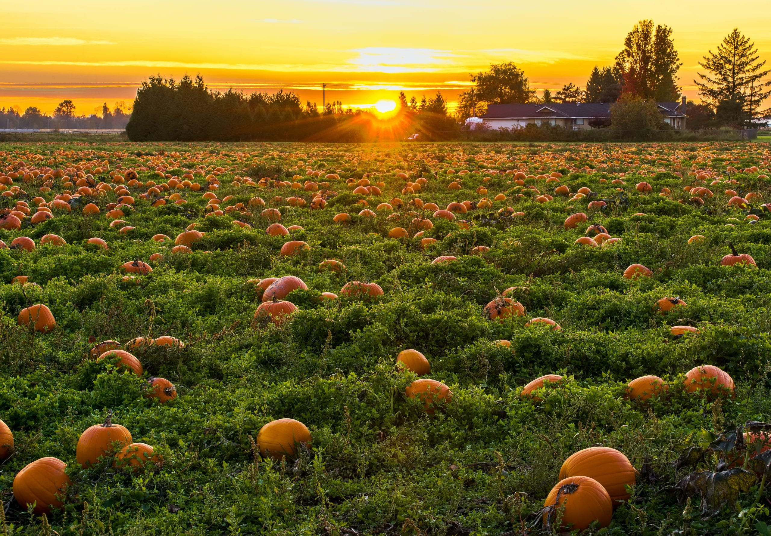 Pumpkins in a field.