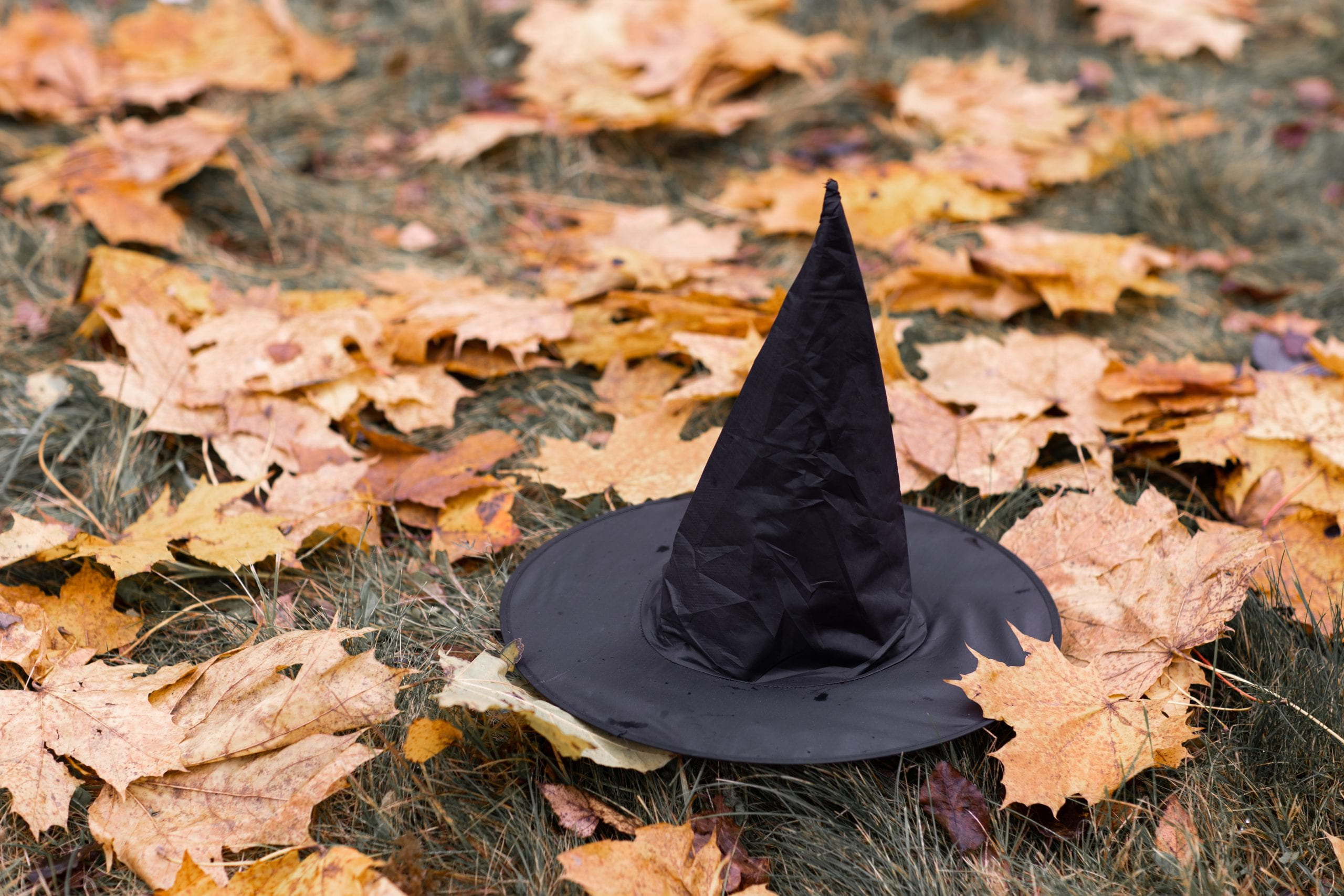 Witch's hat on leaf covered ground